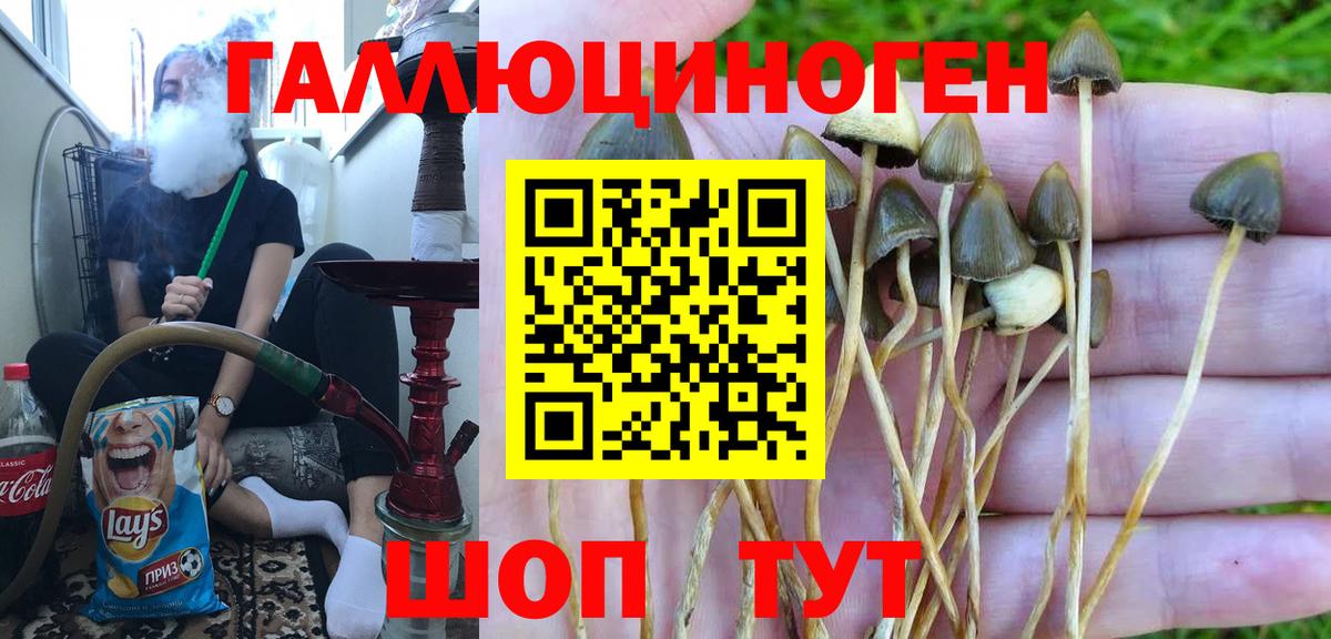 Зеленогорск  Псилоцибиновые грибы GOLDEN TEACHER  Вход с VPN 
